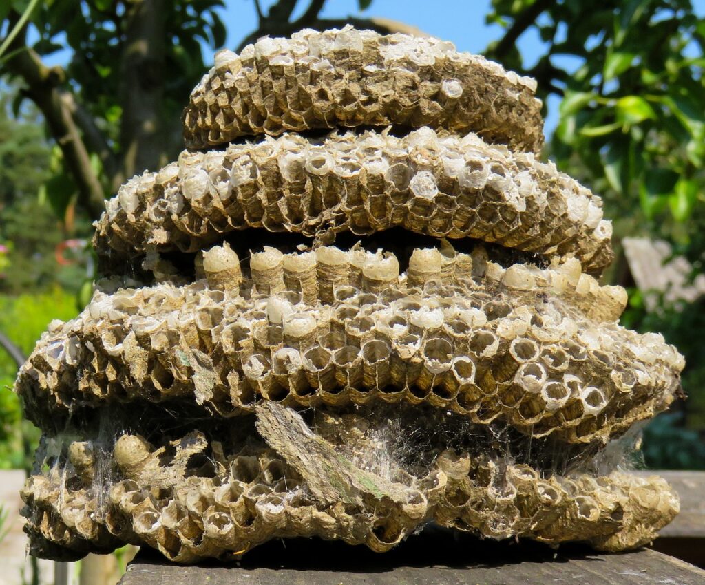 wasp nest