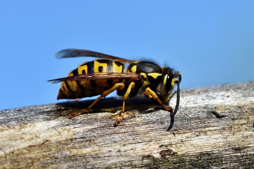 Wasp