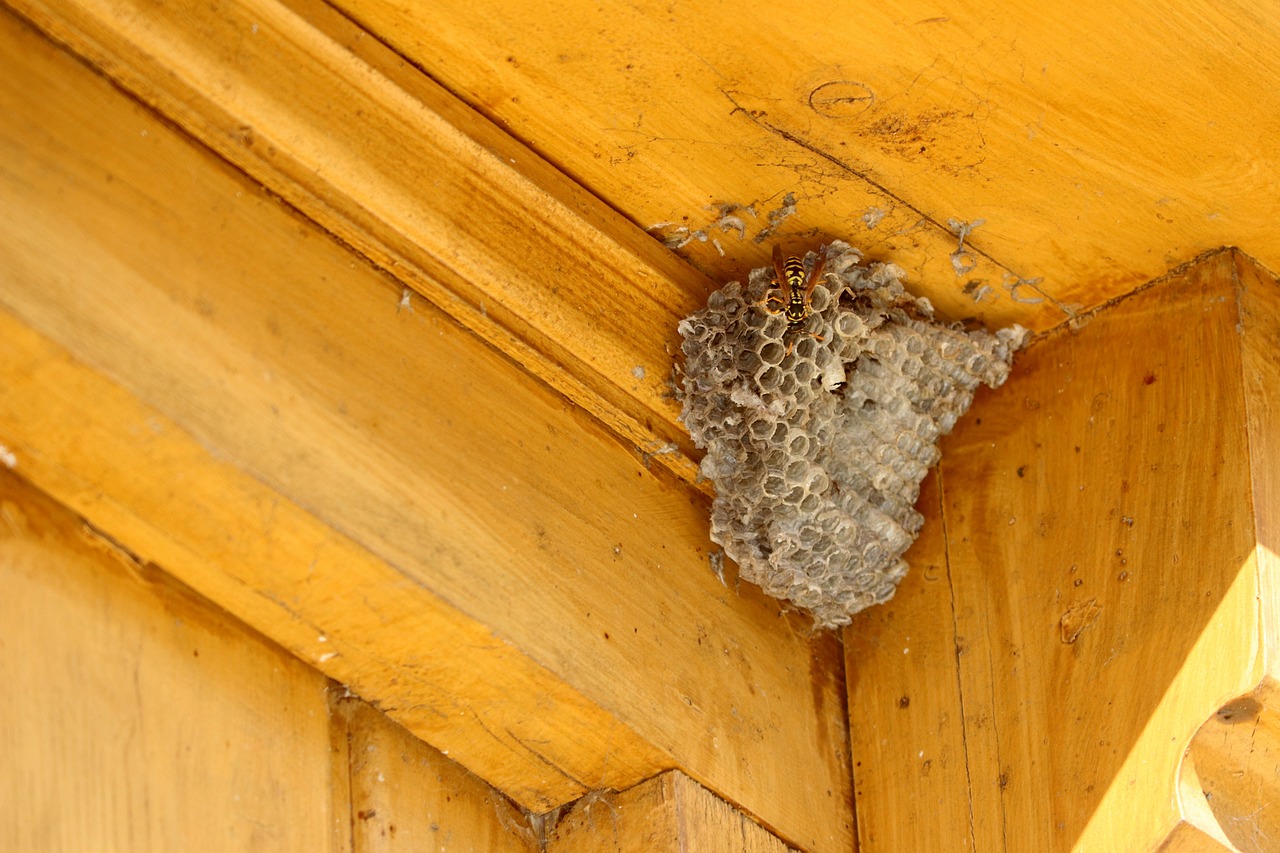 Wasps in corner