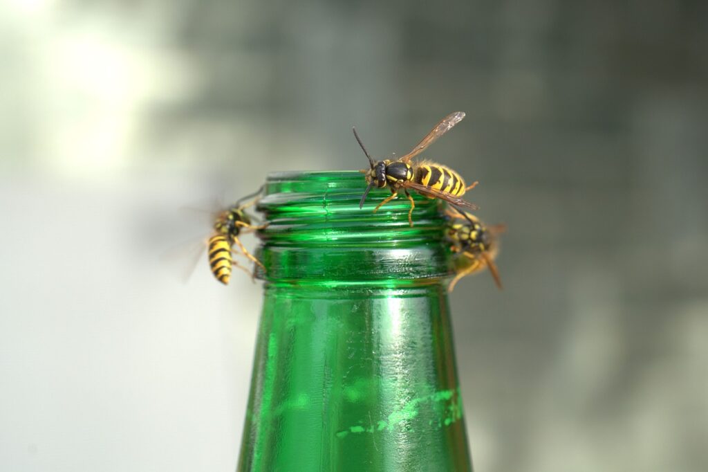 wasp around drink