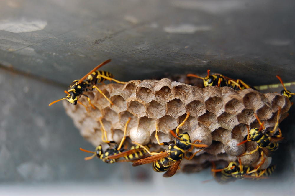 wasp in corner